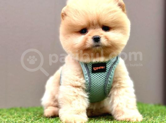 Pomerian Ayicik Surat Mi̇ni̇k Tatli Yavrular
