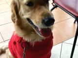 3 Yaşında Golden Retriever Kısır - Tuvalet Eğtimli -Ücretsiz