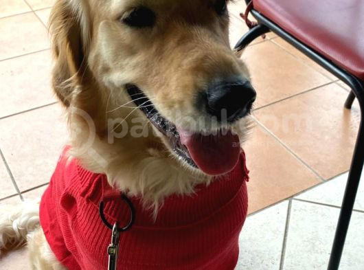 3 Yaşında Golden Retriever Kısır - Tuvalet Eğtimli -Ücretsiz görsel
