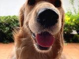 3 yaşında Golden Retriever Kısır - Tuvalet Eğtimli -Ücretsiz