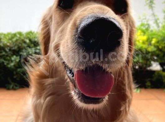 3 Yaşında Golden Retriever Kısır - Tuvalet Eğtimli -Ücretsiz