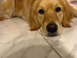 3 Yaşında Golden Retriever Kısır - Tuvalet Eğtimli -Ücretsiz