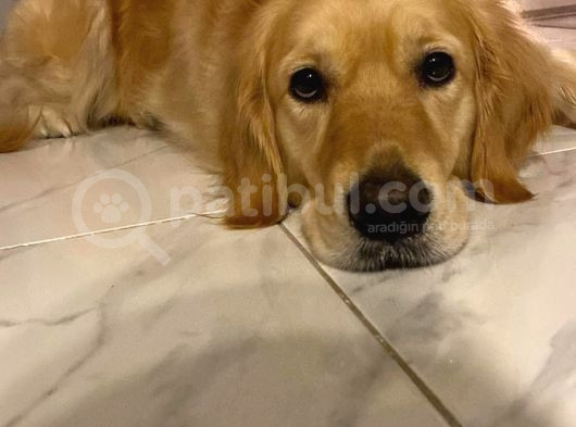 3 Yaşında Golden Retriever Kısır - Tuvalet Eğtimli -Ücretsiz görsel