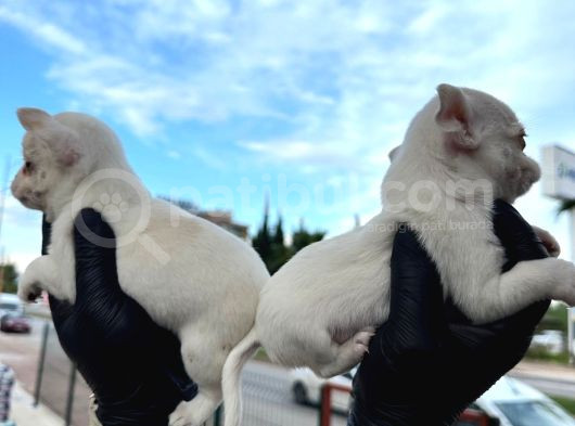 Orjinal Minyatür Şivava Bebekler görsel