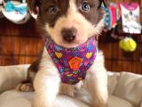 Dünyanın En Zeki Ve En Güzel Irkı Border Collie Yavrularımız