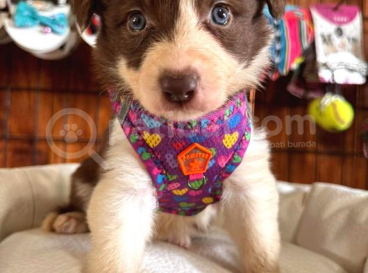 Dünyanın En Zeki Ve En Güzel Irkı Border Collie Yavrularımız görsel