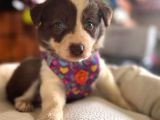 Dünyanın En Zeki Ve En Güzel Irkı Border Collie Yavrularımız