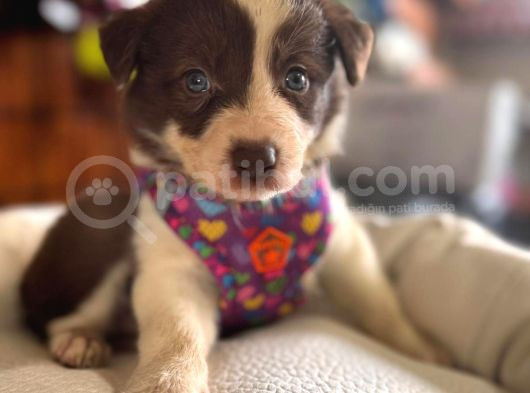Dünyanın En Zeki Ve En Güzel Irkı Border Collie Yavrularımız görsel