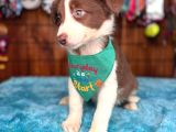 Dünyanın En Zeki Ve En Güzel Irkı Border Collie Yavrularımız
