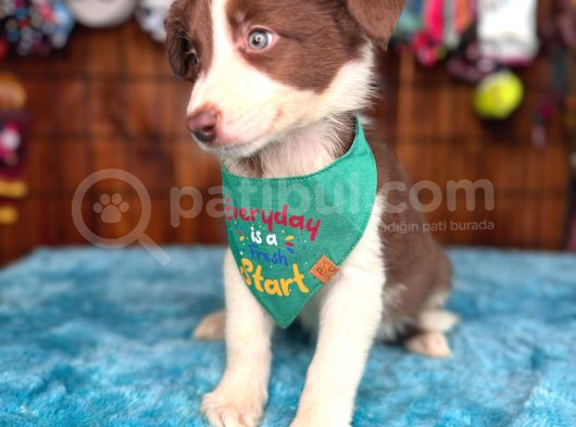 Dünyanın En Zeki Ve En Güzel Irkı Border Collie Yavrularımız görsel