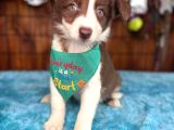 Dünyanın En Zeki Ve En Güzel Irkı Border Collie Yavrularımız