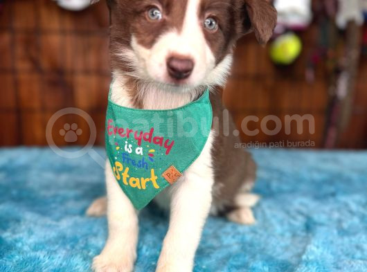 Dünyanın En Zeki Ve En Güzel Irkı Border Collie Yavrularımız görsel
