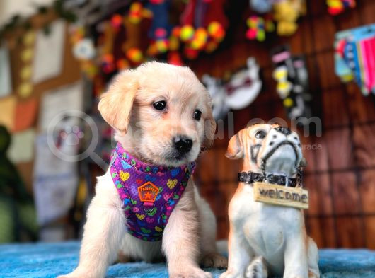 Bebek Yüzlü Golden Retriever Yavrularımız A Kalite Irk görsel