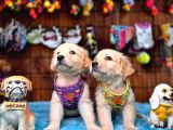 Bebek Yüzlü Golden Retriever Yavrularımız A Kalite Irk
