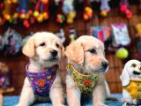 Bebek yüzlü golden retriever yavrularımız a kalite ırk