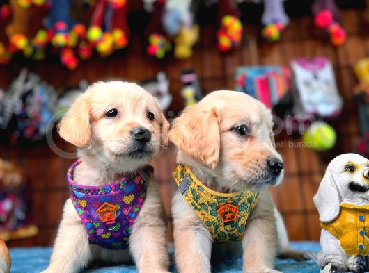 Bebek Yüzlü Golden Retriever Yavrularımız A Kalite Irk