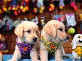 Bebek Yüzlü Golden Retriever Yavrularımız A Kalite Irk