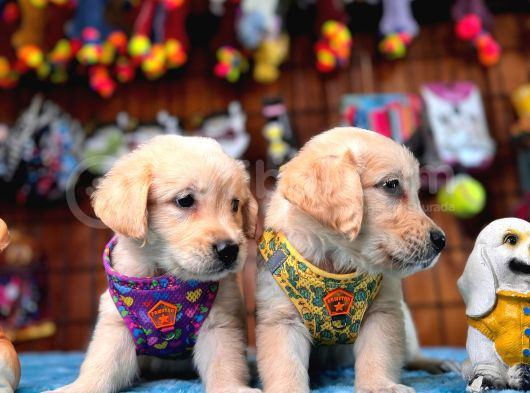 Bebek Yüzlü Golden Retriever Yavrularımız A Kalite Irk görsel