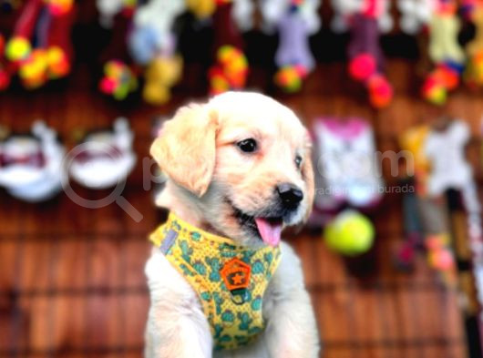 Bebek Yüzlü Golden Retriever Yavrularımız A Kalite Irk görsel