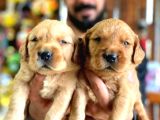 Bebek Yüzlü Golden Retriever Yavrularımız A Kalite Irk