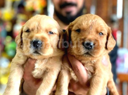 Bebek Yüzlü Golden Retriever Yavrularımız A Kalite Irk görsel