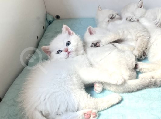 Kaliteli Ve Sağlıklı Bebeklerimiz görsel