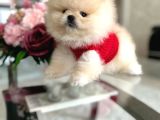 ÜST KALİTE AYI SÜRAT POMERANİAN BOO
