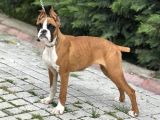 Esteti̇kli̇ Irkinin En İyi̇si̇ Boxer
