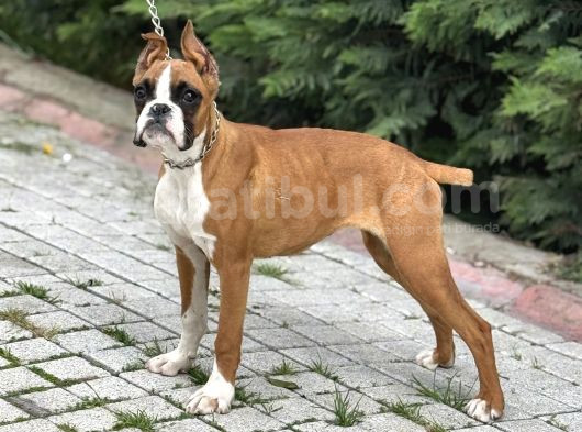 Esteti̇kli̇ Irkinin En İyi̇si̇ Boxer görsel