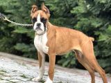 Esteti̇kli̇ Irkinin En İyi̇si̇ Boxer