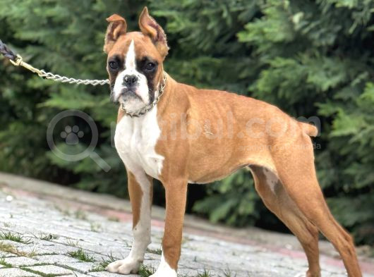 Esteti̇kli̇ Irkinin En İyi̇si̇ Boxer görsel