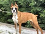 ESTETİKLİ IRKININ EN İYİSİ BOXER