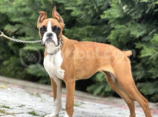 Esteti̇kli̇ Irkinin En İyi̇si̇ Boxer