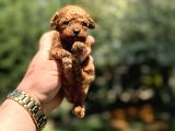 Teacup Kore Poodle Orji̇nal Yavrular
