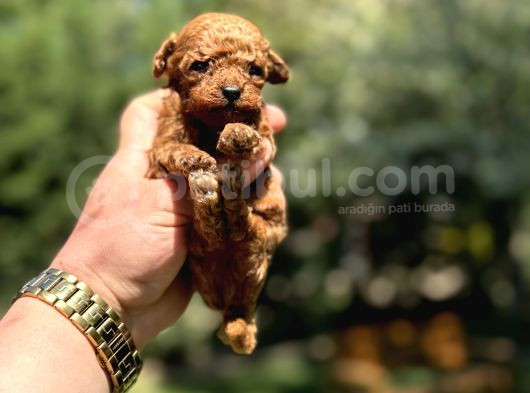 Teacup Kore Poodle Orji̇nal Yavrular görsel