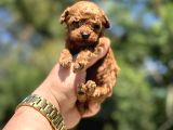 Teacup Kore Poodle Orji̇nal Yavrular
