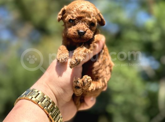 Teacup Kore Poodle Orji̇nal Yavrular görsel