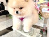 Üst Kali̇te Ayi Sürat Pomerani̇an Boo