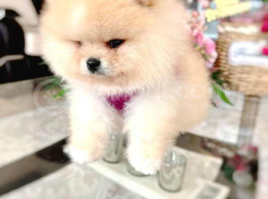 Üst Kali̇te Ayi Sürat Pomerani̇an Boo görsel