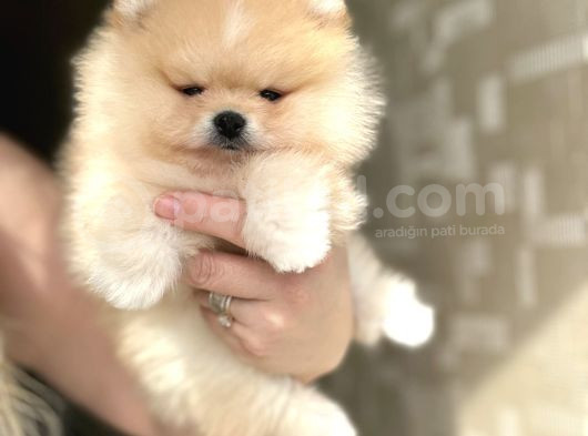 Üst Kali̇te Ayi Sürat Pomerani̇an Boo görsel