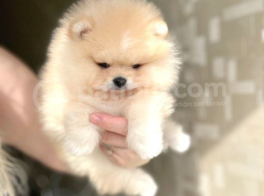 Üst Kali̇te Ayi Sürat Pomerani̇an Boo görsel