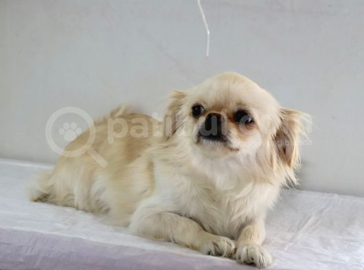 Mini Boy Pekinez Kızımız görsel
