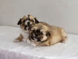 Mi̇ni̇ Boy Shihtzu Bebekleri̇m