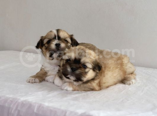 Mi̇ni̇ Boy Shihtzu Bebekleri̇m görsel