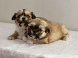 Mi̇ni̇ Boy Shihtzu Bebekleri̇m