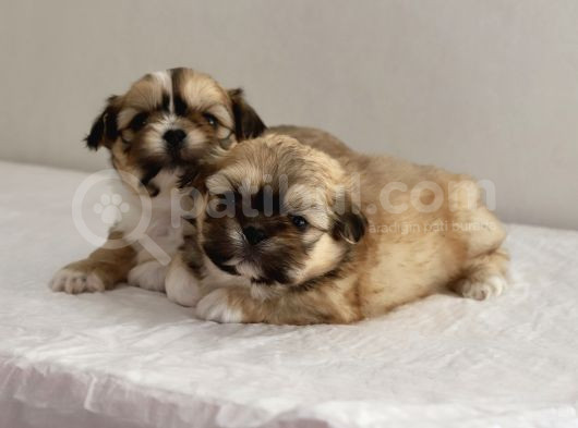 Mi̇ni̇ Boy Shihtzu Bebekleri̇m görsel