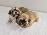 Mi̇ni̇ Boy Shihtzu Bebekleri̇m