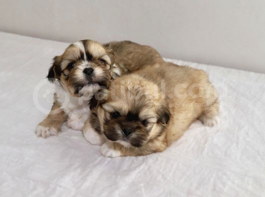 Mi̇ni̇ Boy Shihtzu Bebekleri̇m görsel