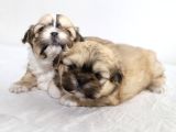 Mi̇ni̇ Boy Shihtzu Bebekleri̇m