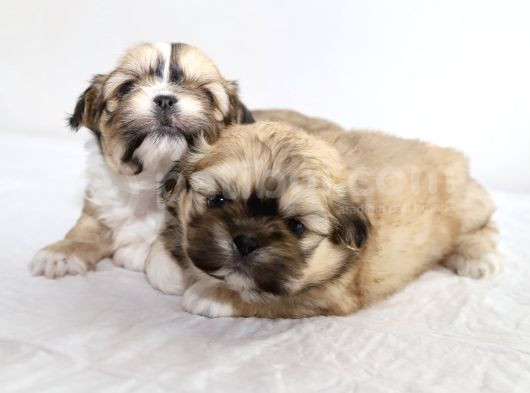 Mi̇ni̇ Boy Shihtzu Bebekleri̇m görsel